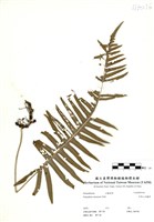 藏品(阿里山水龍骨)的圖片